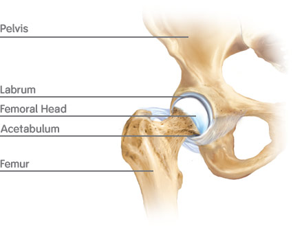 The Hip Joint The Hip Joint